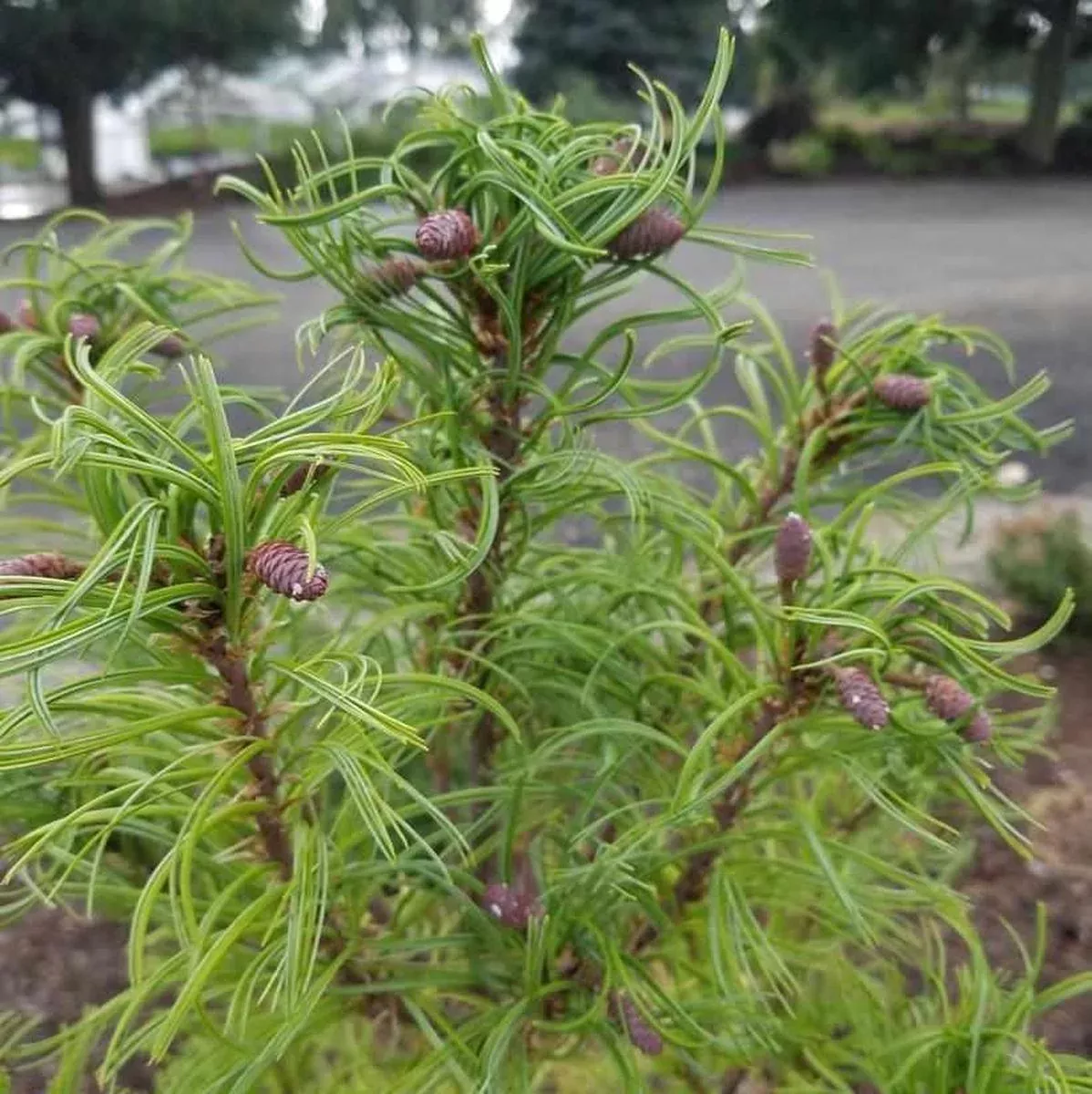 Twisted Needle White Pine