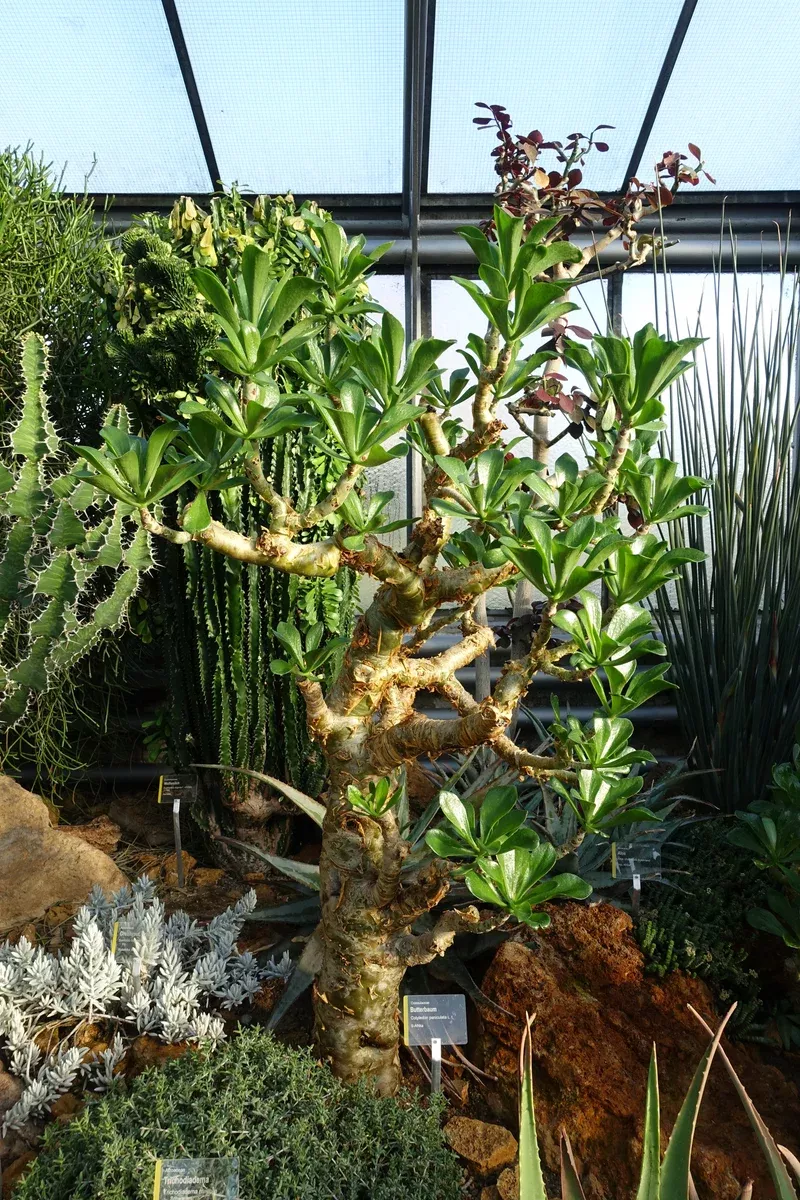 Tylecodon paniculatus Seeds - Butter Tree
