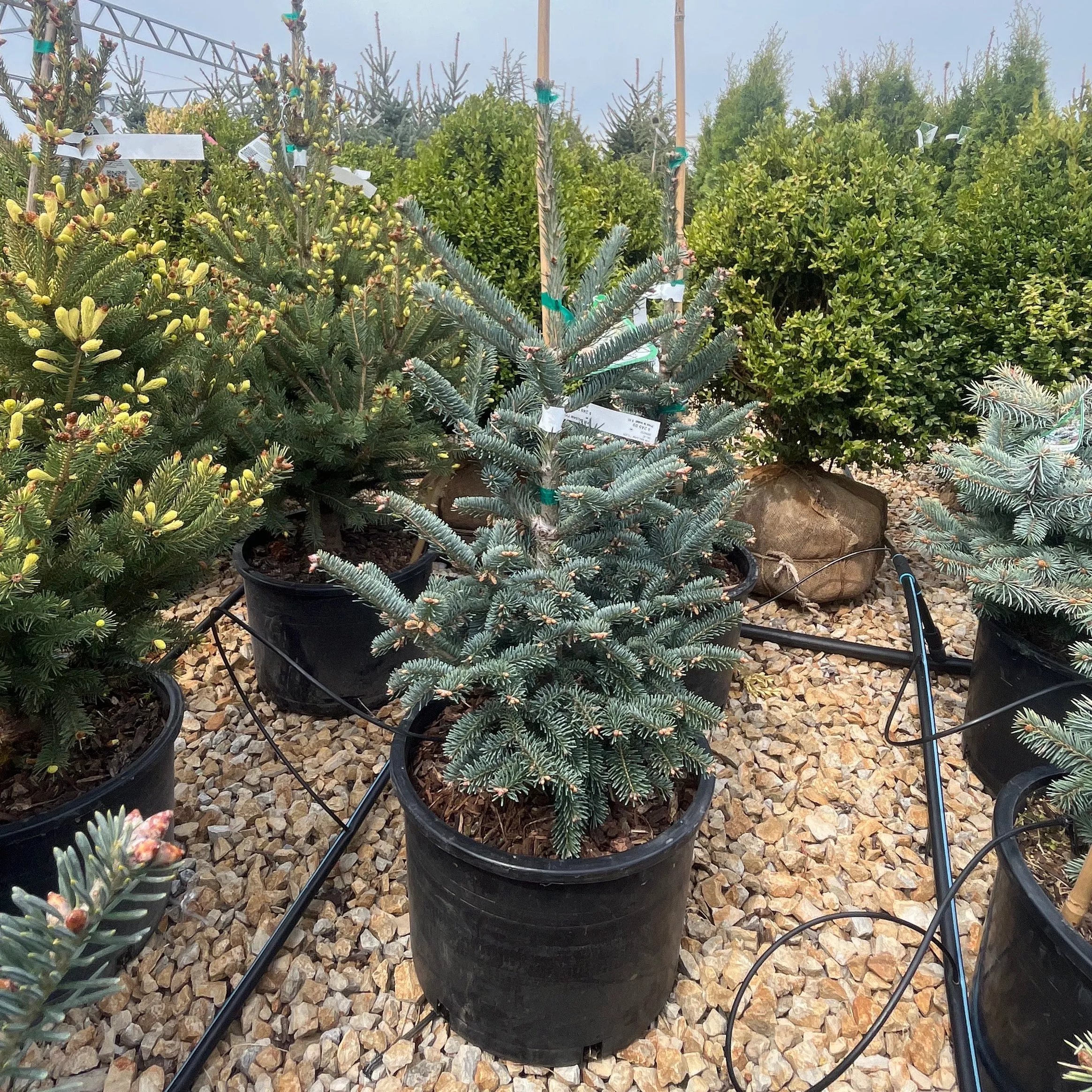 Tyler Blue Balsam Fir - Abies balsamea - 6 Gallon Potted Tree