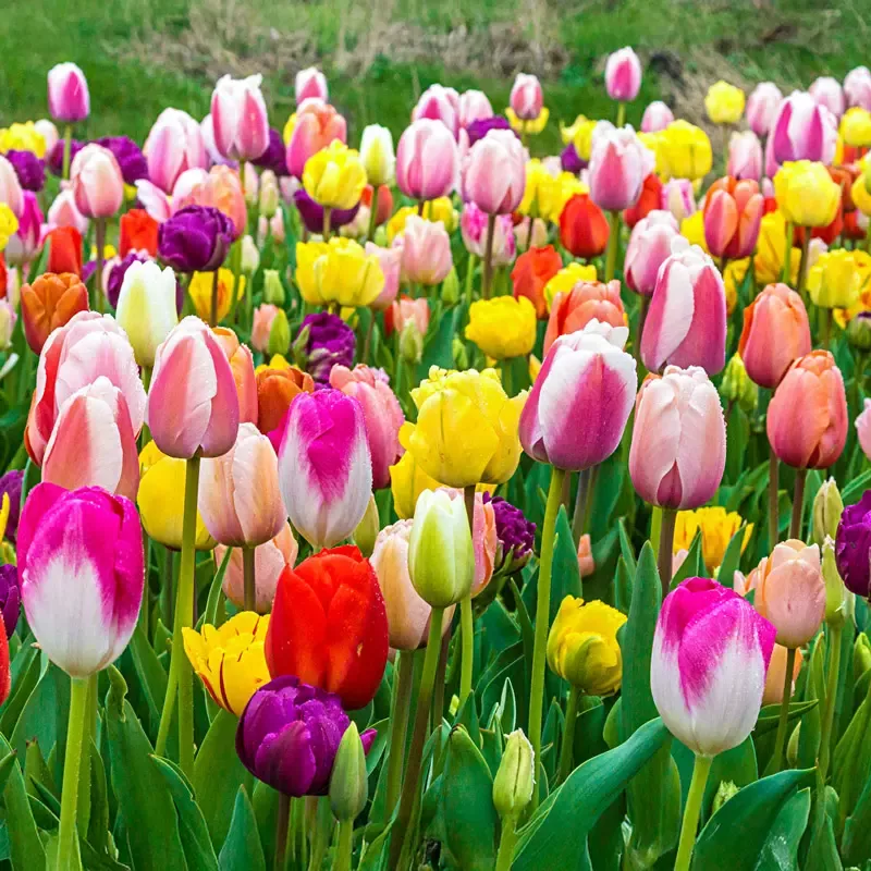 U-Pick Tulip Mixture