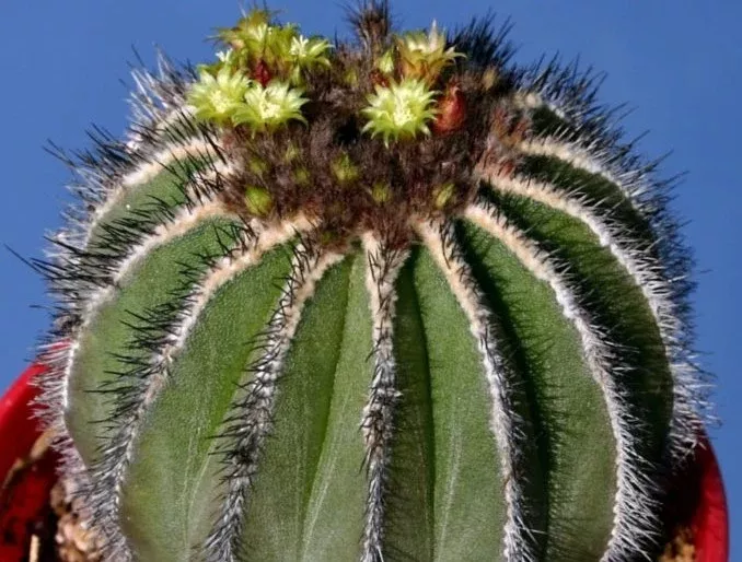 Uebelmannia pectinifera