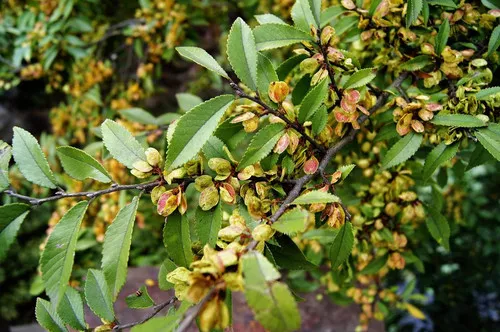 Ulmus pumila
