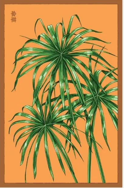 Umbrella Plant Indoor Seeds Packet