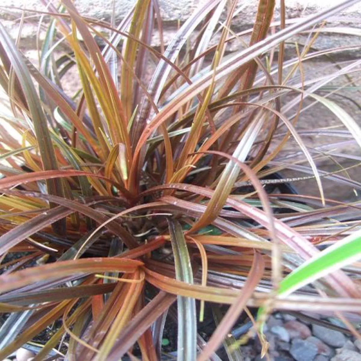 Uncinia unciniata RubraHook Sedge