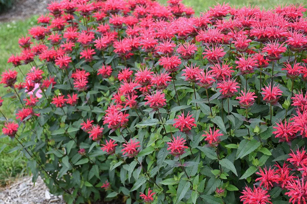 Upscale Red Velvet Bee Balm