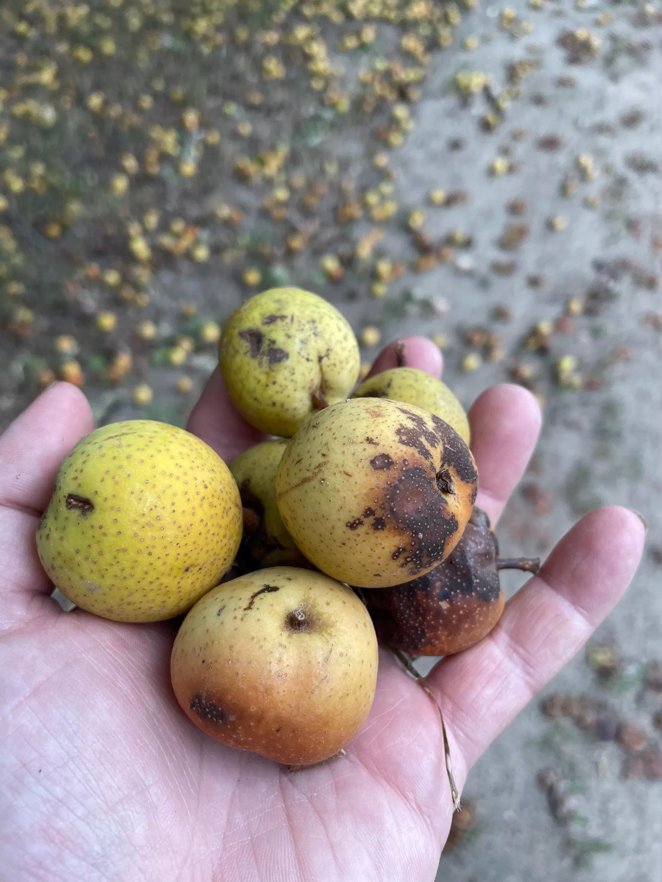 Ussurian Pear Seeds