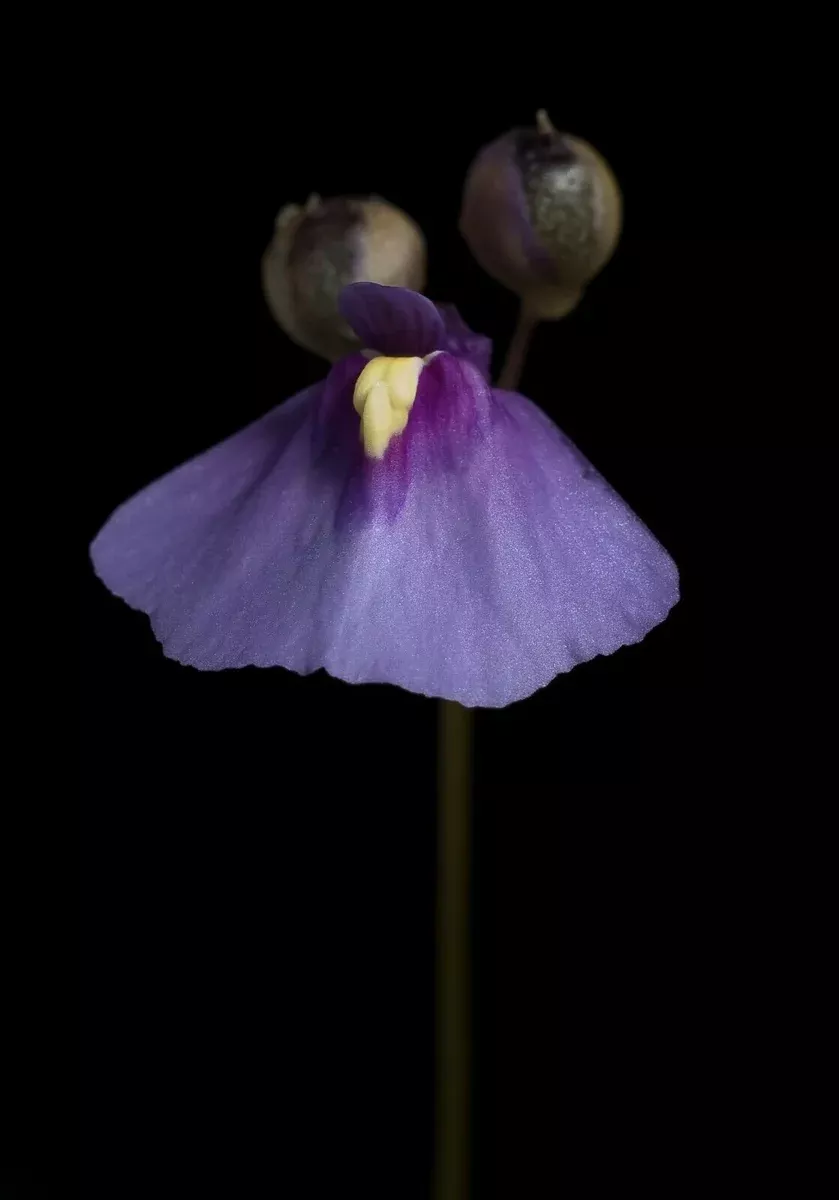 Utricularia dichotoma 10 Seeds - Fairy Aprons Plant -Bladderwort