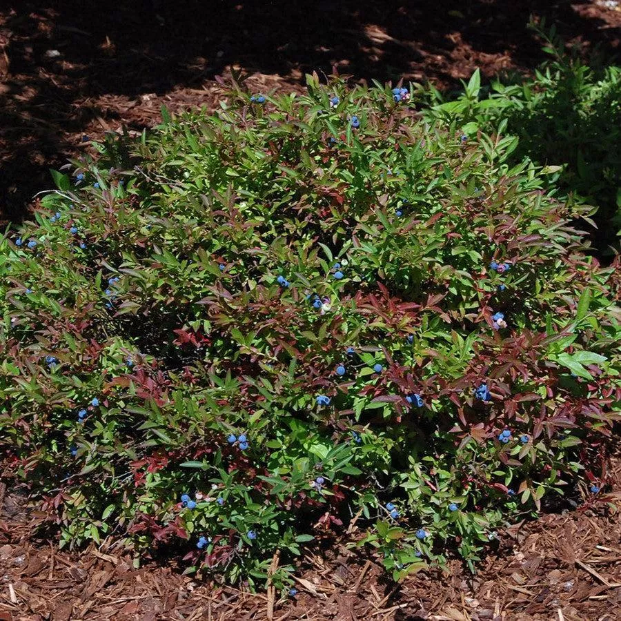 Vaccinium angustifolium 'Burgundy'- Burgundy Lowbush Blueberry