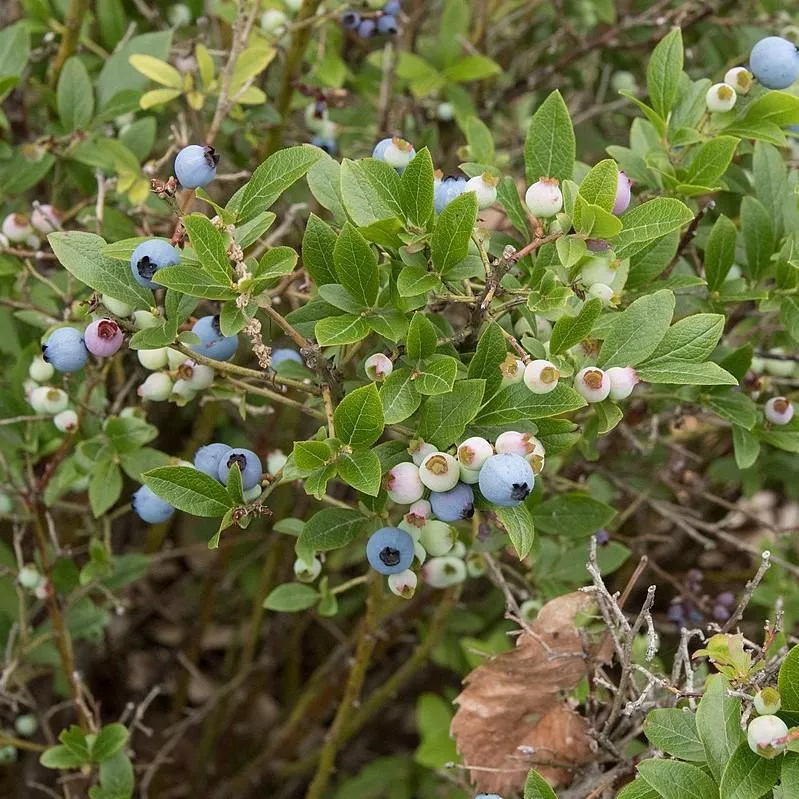 Vaccinium angustifolium- Lowbush Blueberry
