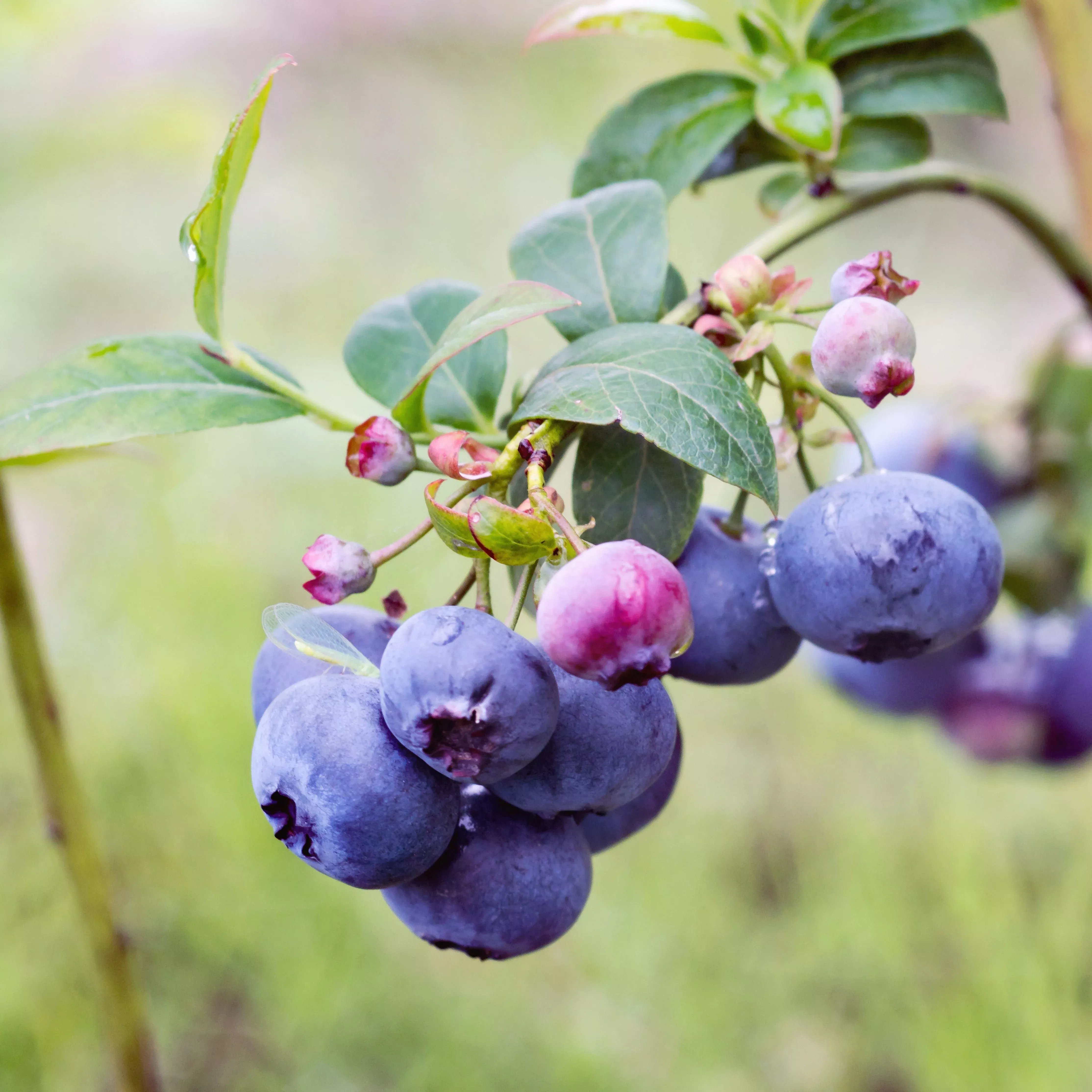 Vaccinium corymbosum 'Bluecrop'- Bluecrop Highbush Blueberry