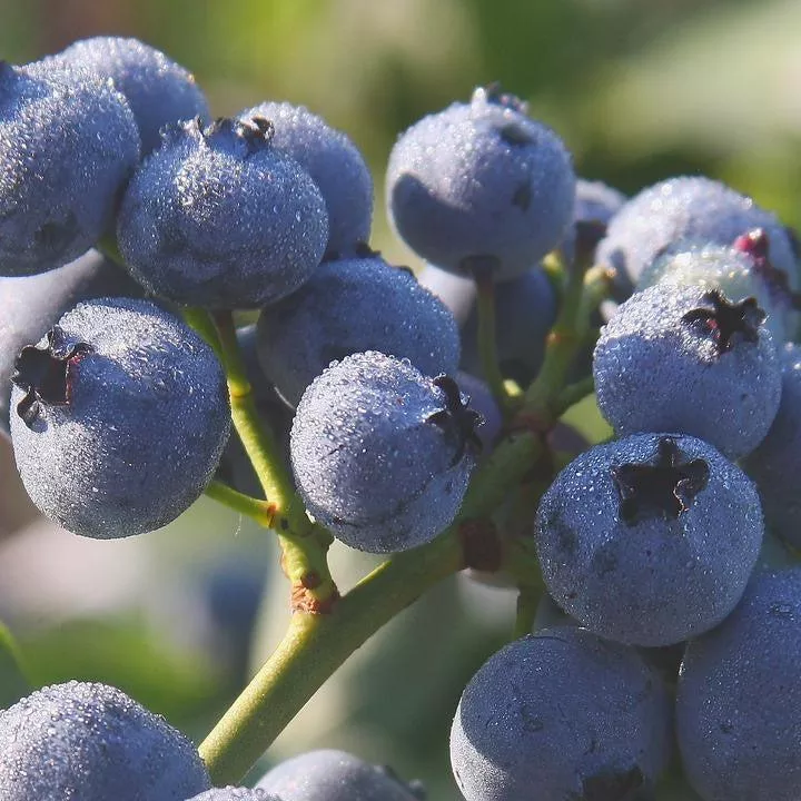 Vaccinium corymbosum 'Bluegold'- Bluegold Blueberry