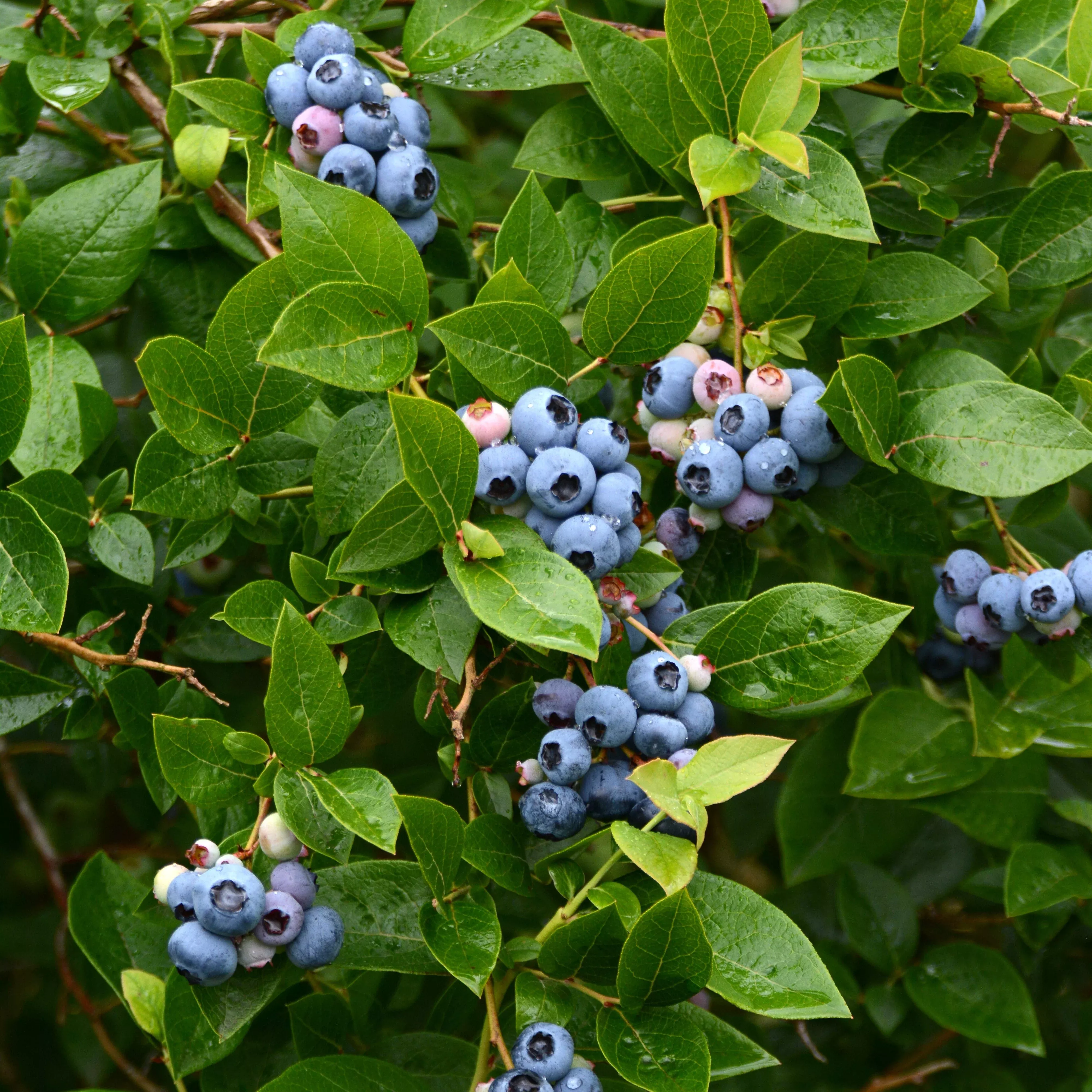 Vaccinium corymbosum 'Bluejay'- Bluejay Blueberry