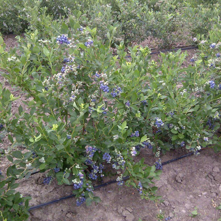 Vaccinium corymbosum 'Duke'- Duke Highbush Blueberry