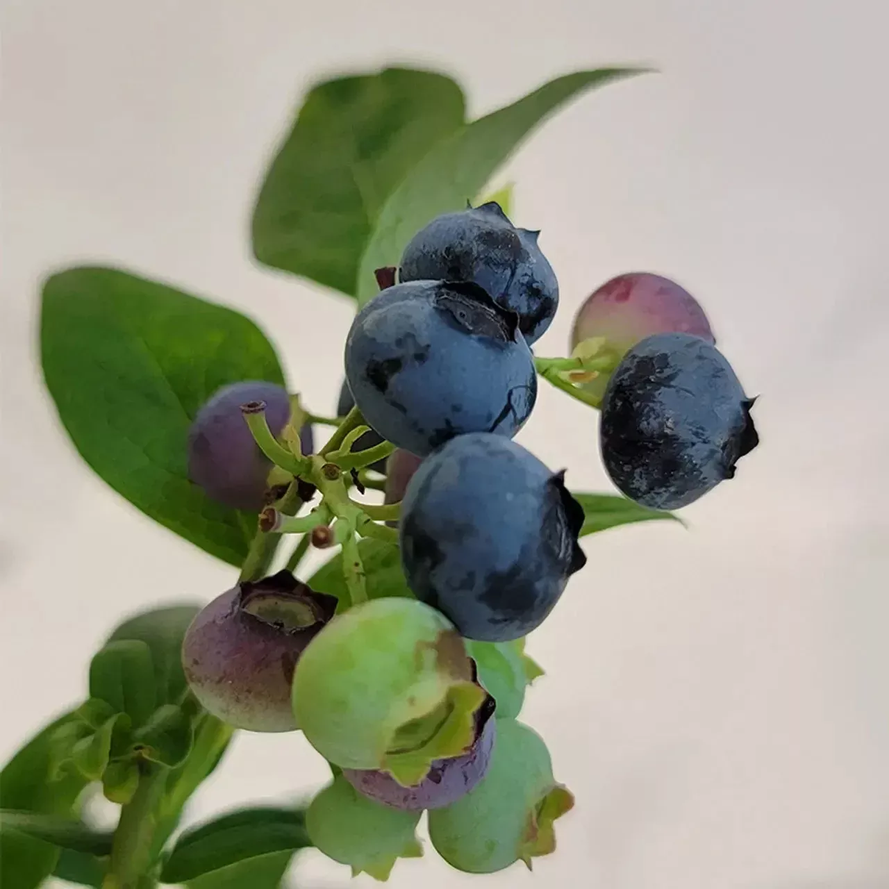 Vaccinium corymbosum 'Earliblue'- Earliblue Highbush Blueberry