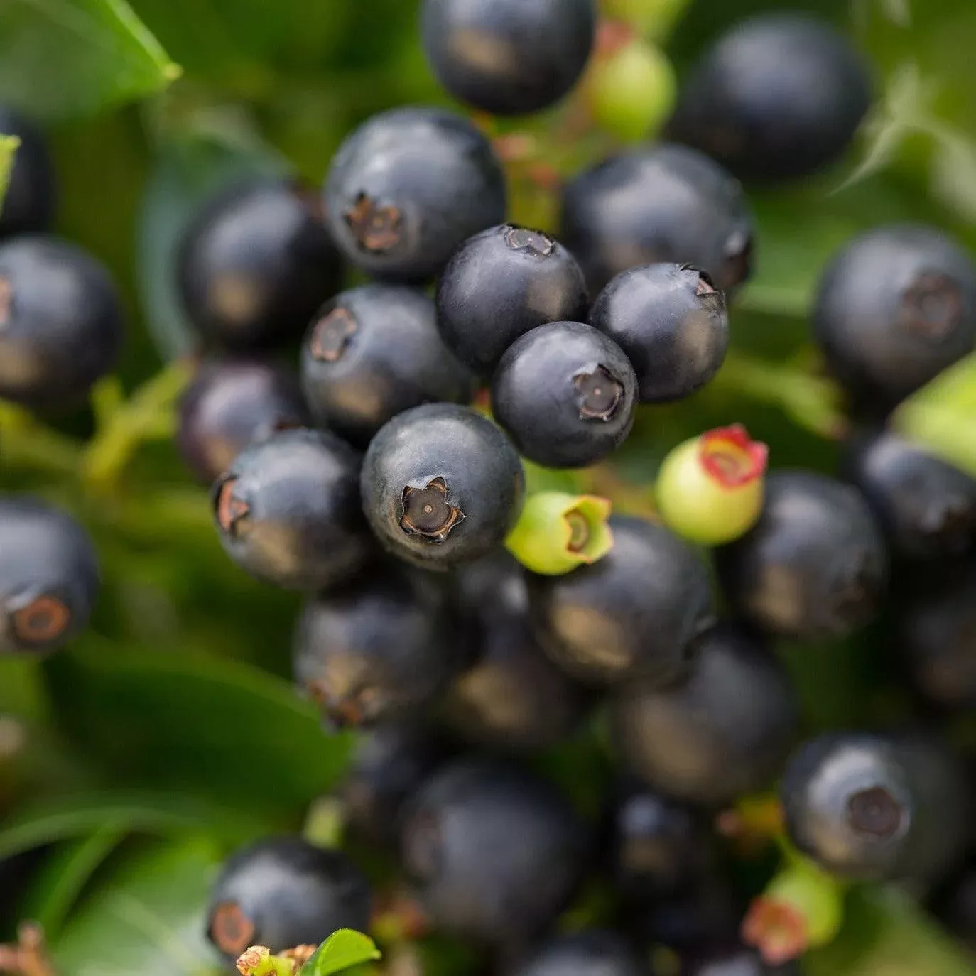 Vaccinium corymbosum hybrid 'ZF08-095' PP 25,467- Bushel and Berry BerryBux Blueberry