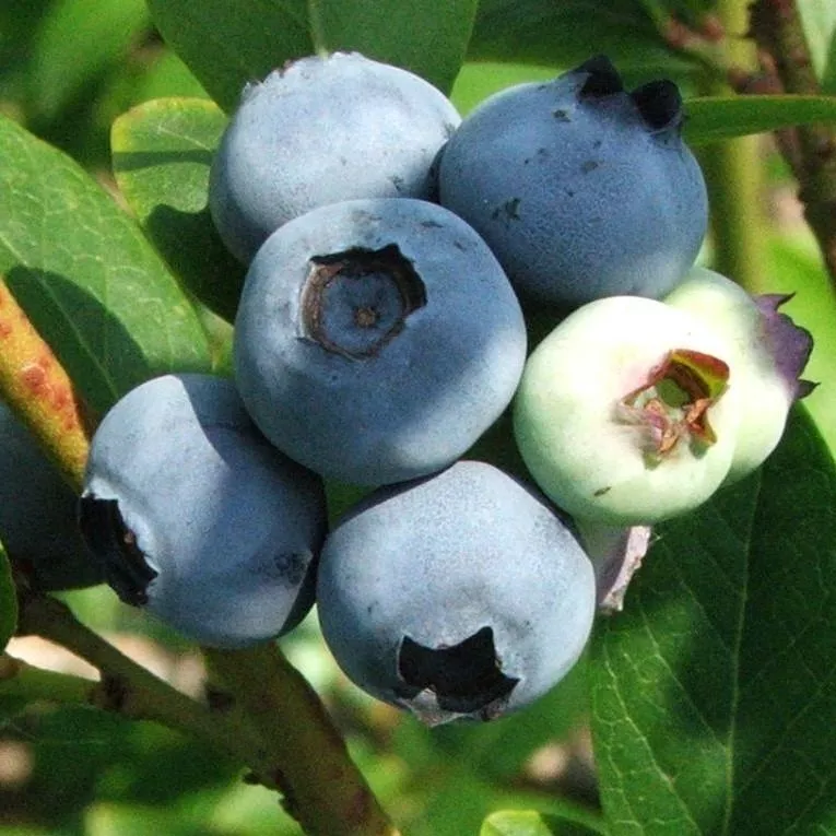 Vaccinium corymbosum 'Jersey'- Jersey Highbush Blueberry