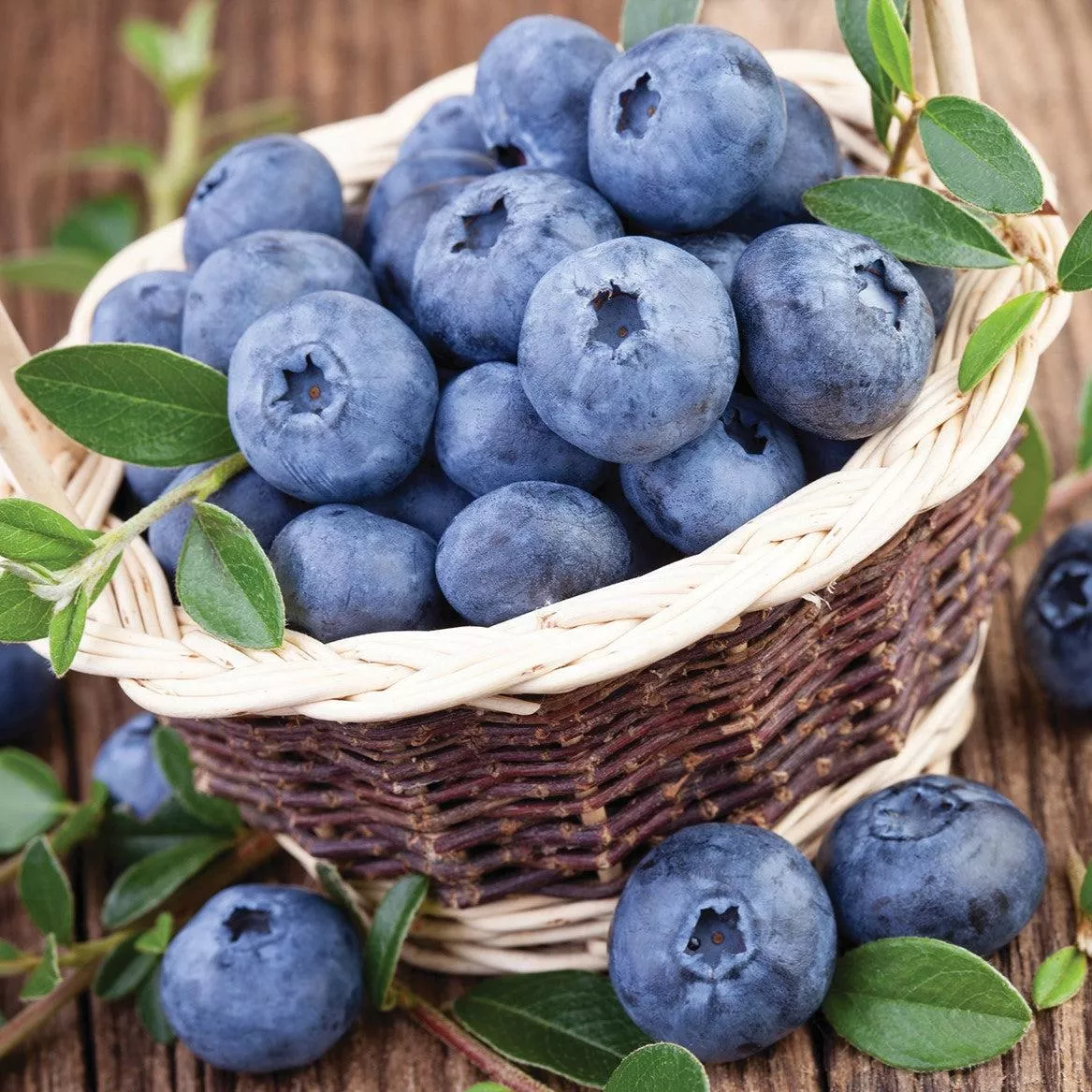 Vaccinium corymbosum 'Northland'- Northland Blueberry