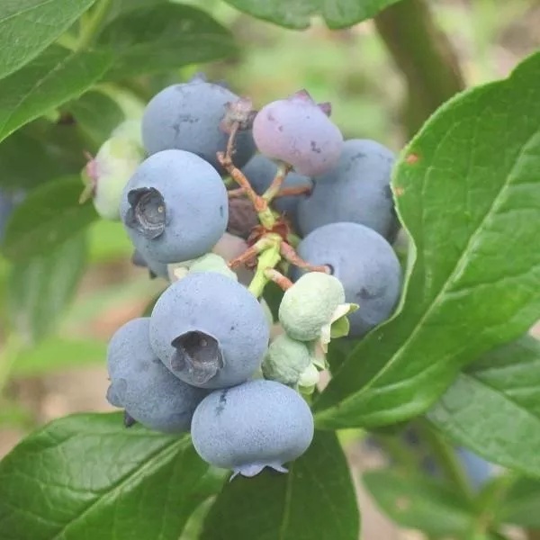 Vaccinium corymbosum 'Patriot'- Patriot Highbush Blueberry