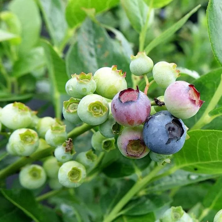 Vaccinium corymbosum 'Polaris'- Polaris Blueberry