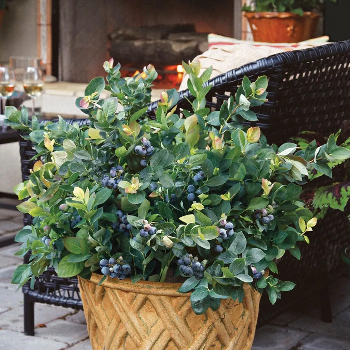 Vaccinium corymbosum 'ZF06-043'- Peach Sorbet Blueberry