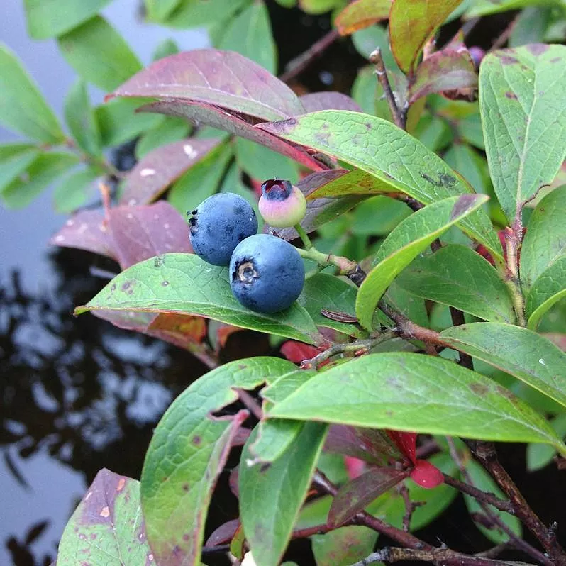 Vaccinium corymbosum 'ZF06-079'- Pink Icing Blueberry