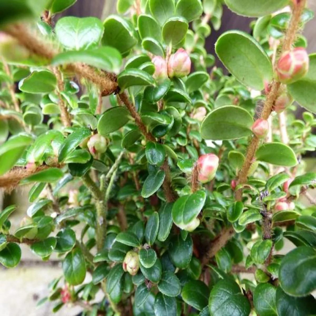 Vaccinium delavayi