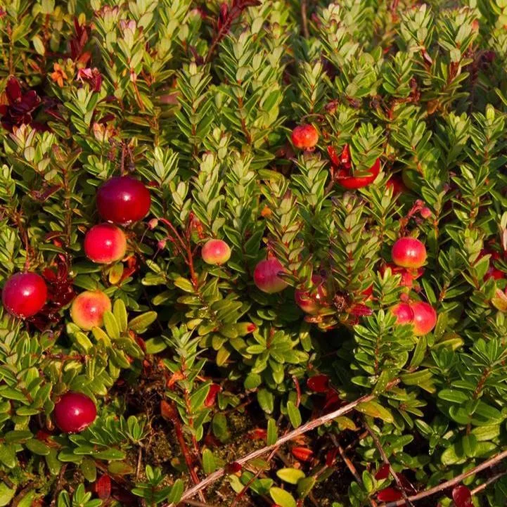 Vaccinium macrocarpon 'Pilgrim'-Pilgrim Cranberry