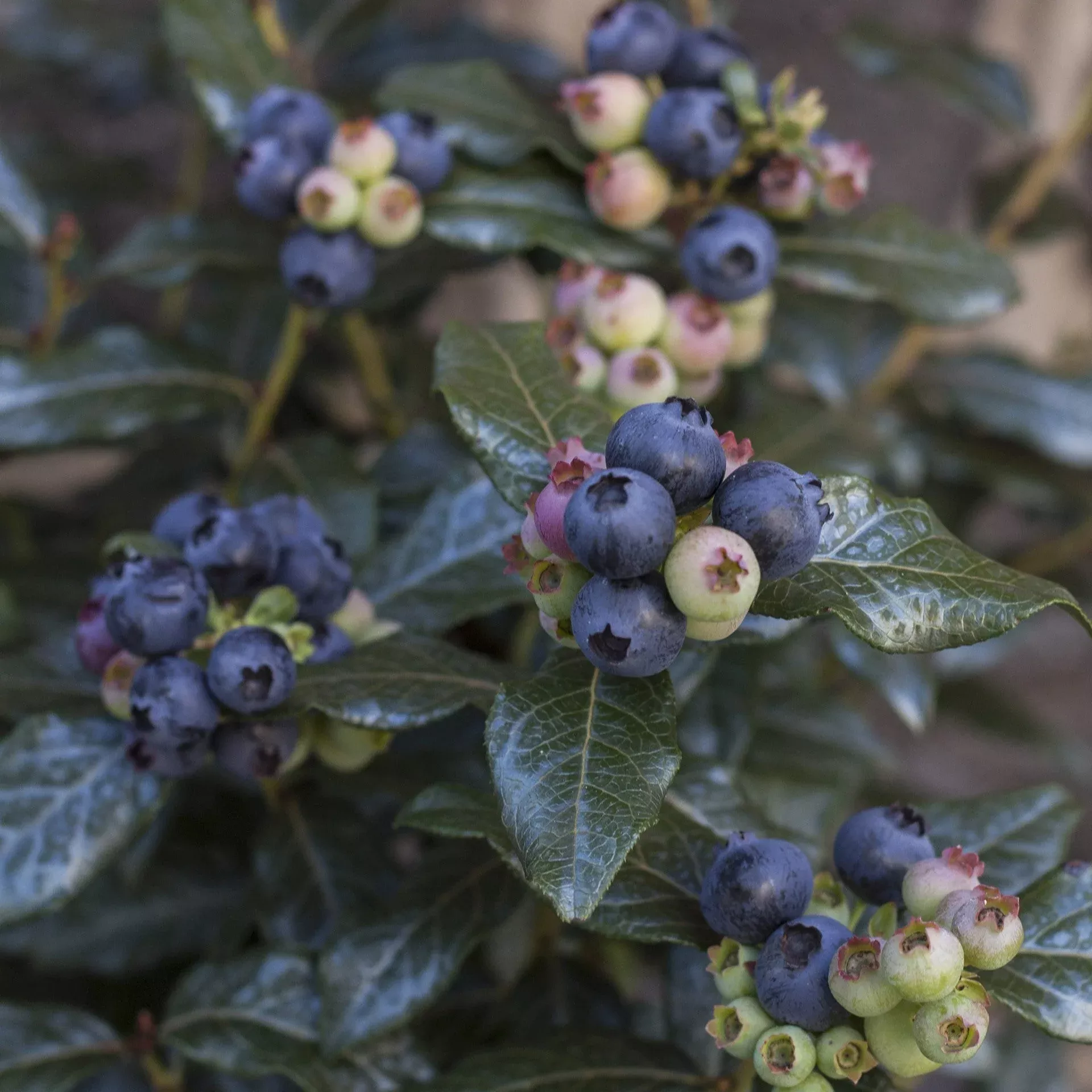 Vaccinium 'ORUS-61-1'- Bushel and Berry Perpetua Blueberry