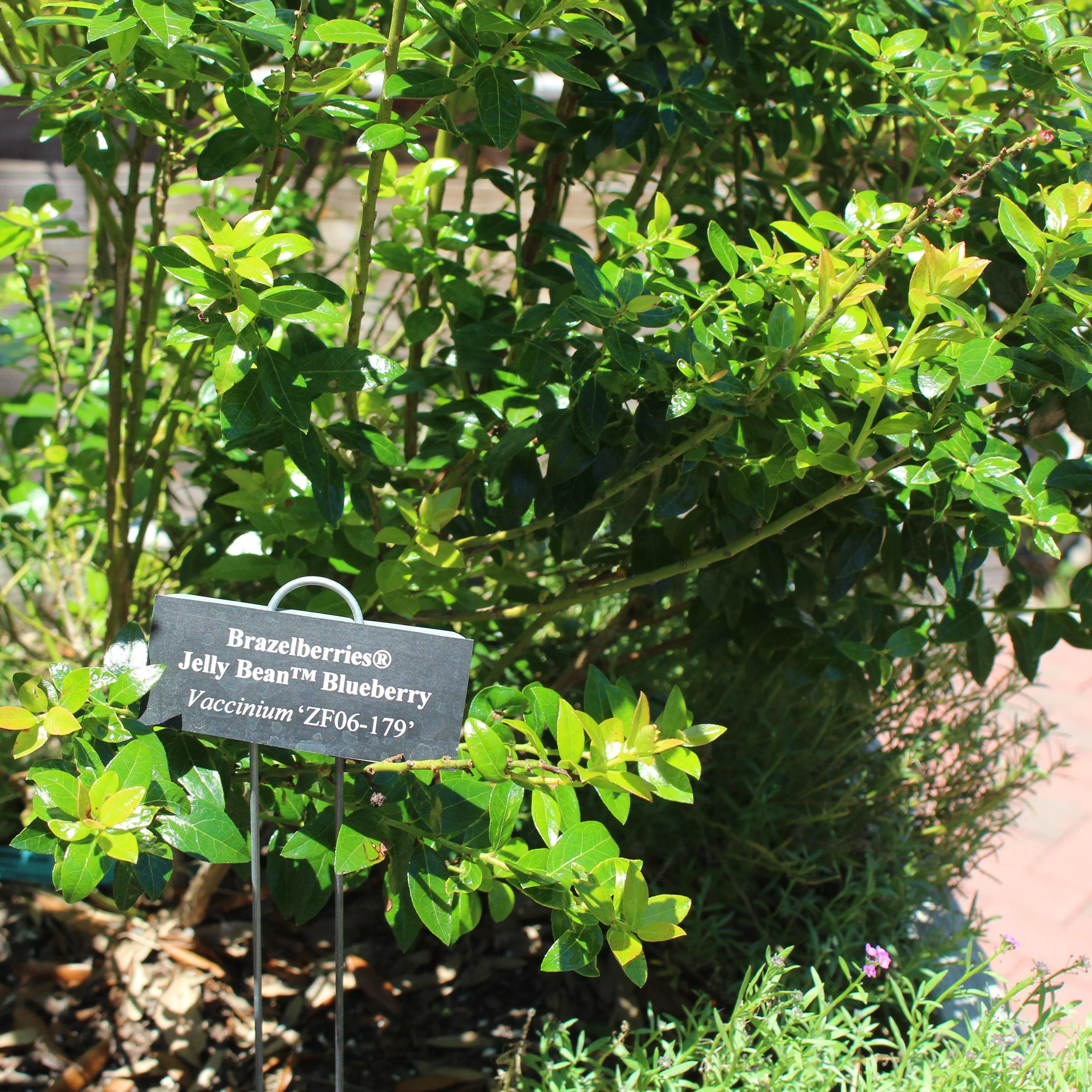 Vaccinium x 'ZF06-179'- Jelly Bean Blueberry