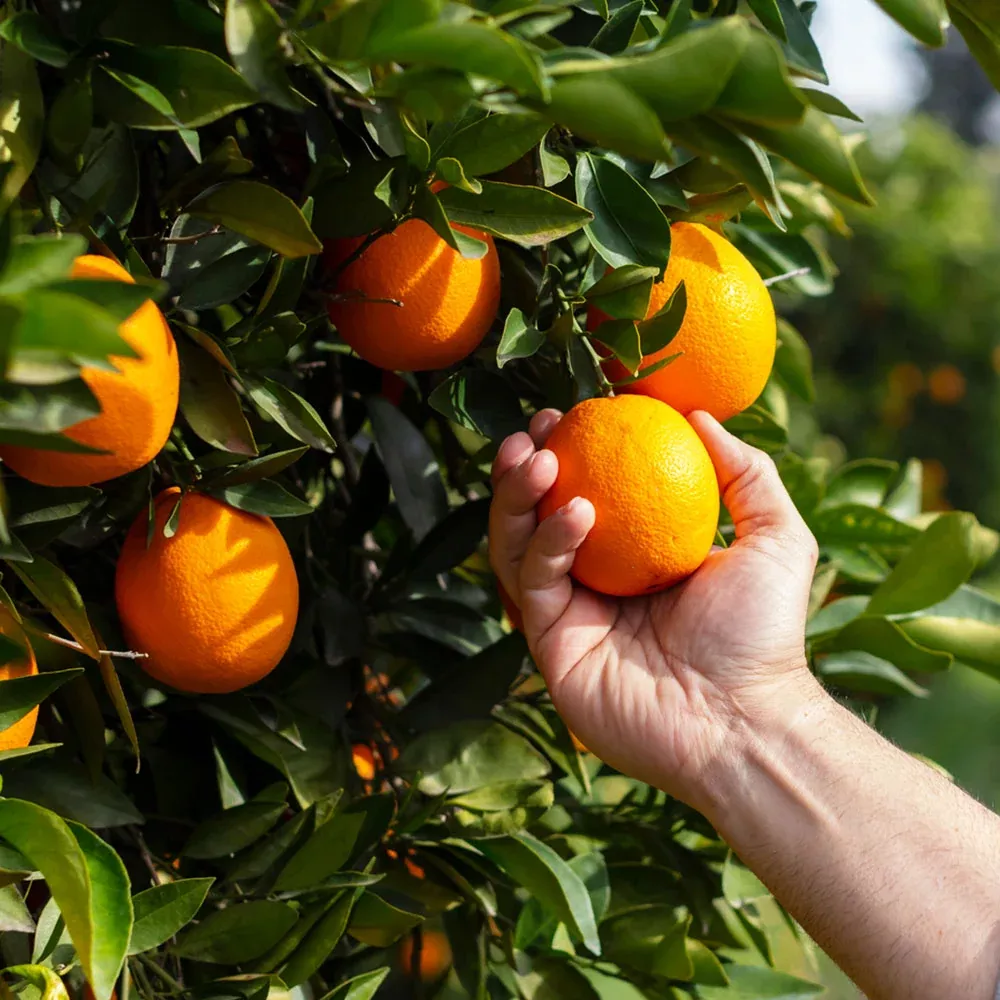Valencia Orange Tree