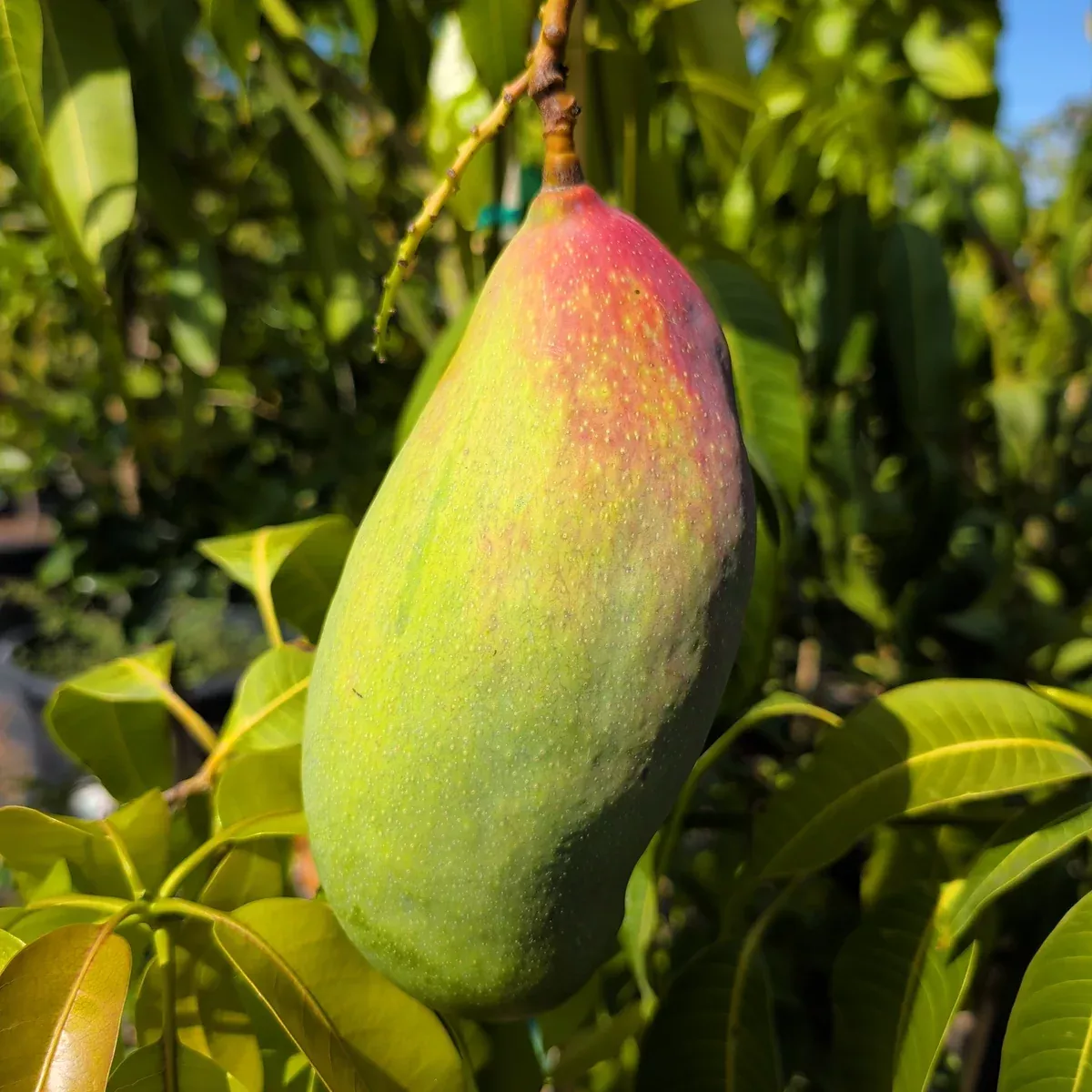 Valencia Pride Mango