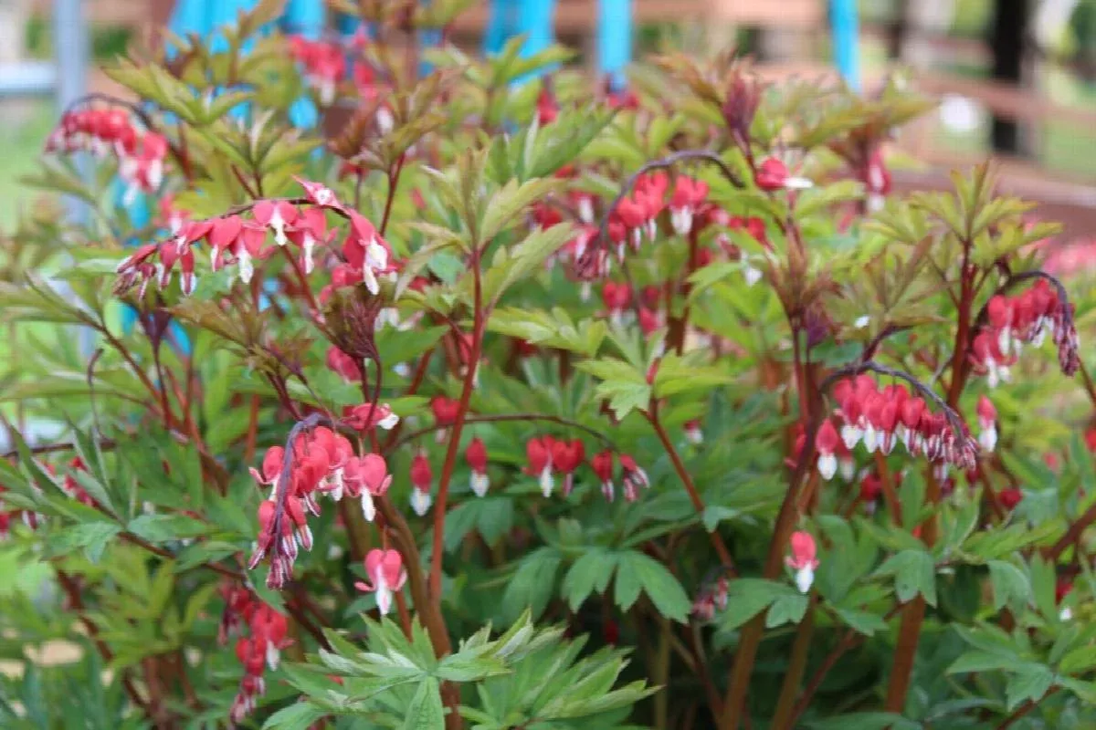 Valentine Bleeding Heart