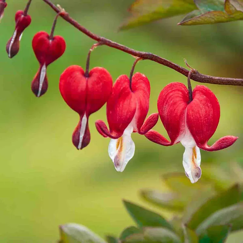 Valentine Old-Fashioned Bleeding Heart