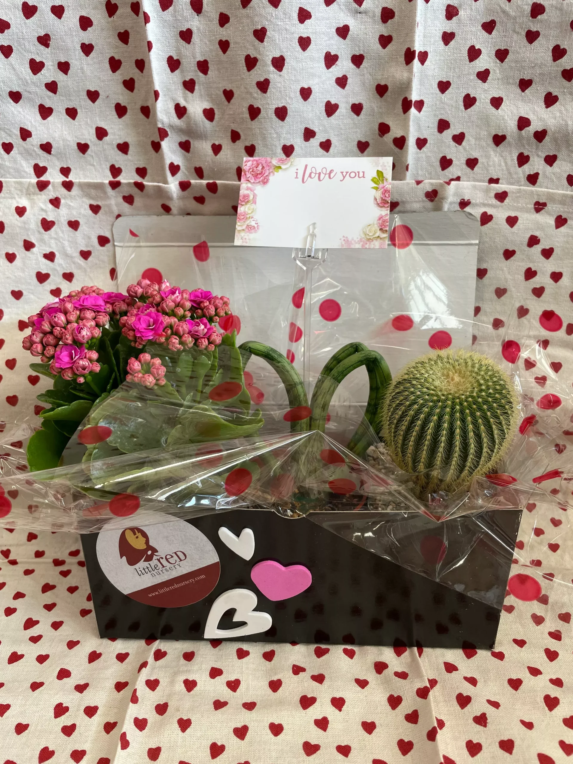 Valentine's Cactus Box Combo