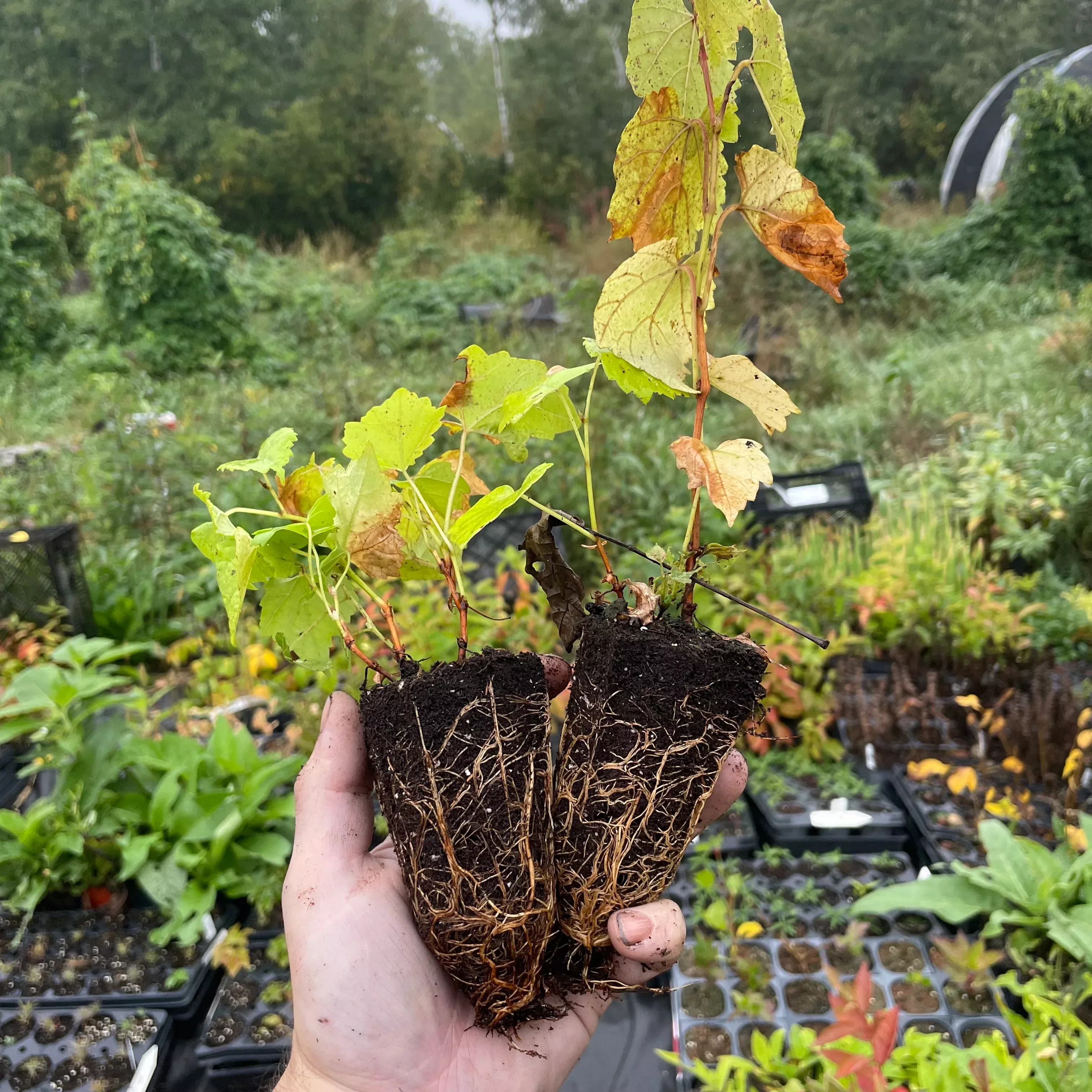 Valiant Grape Seedlings
