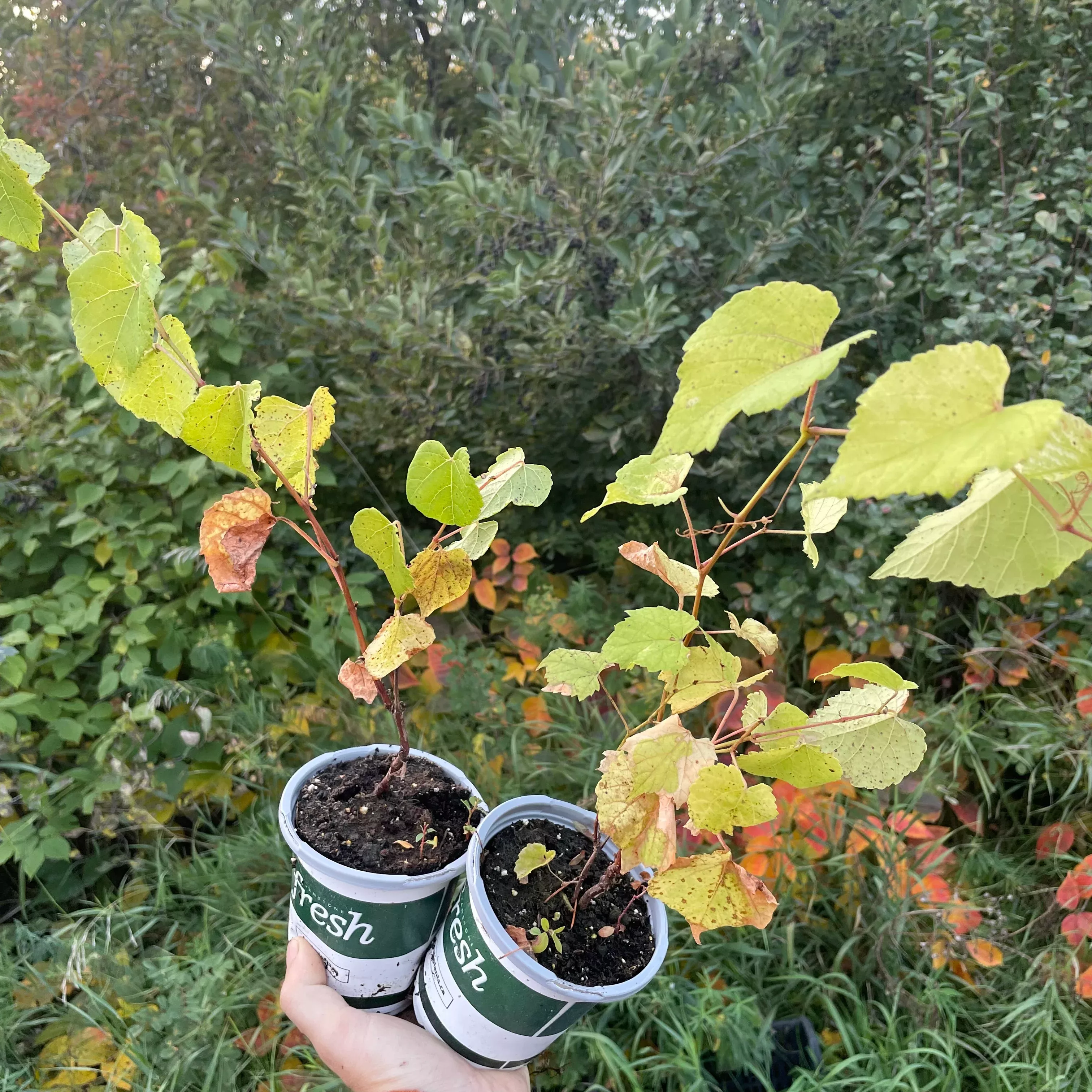 Valiant Grape