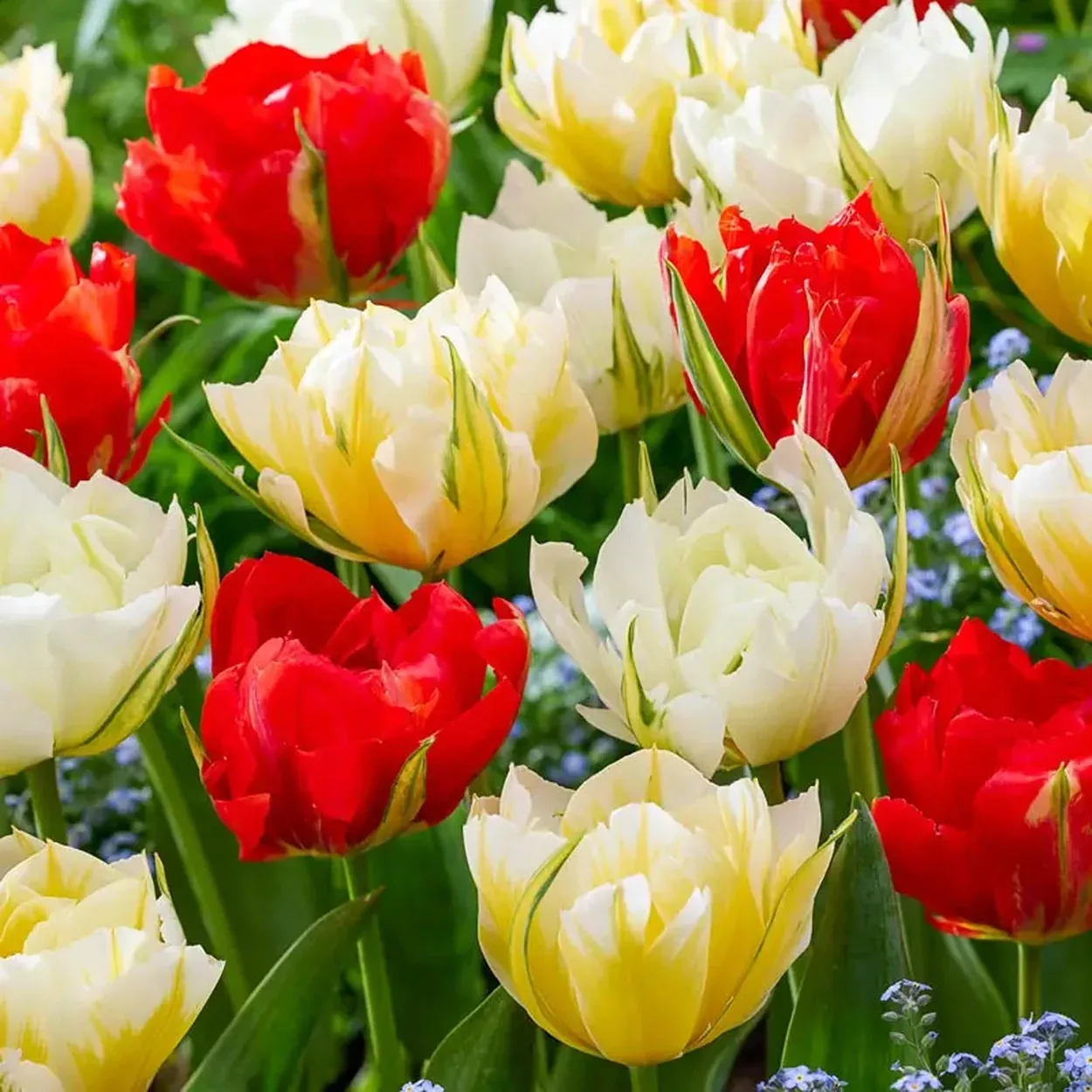Valley Tulip Mixture