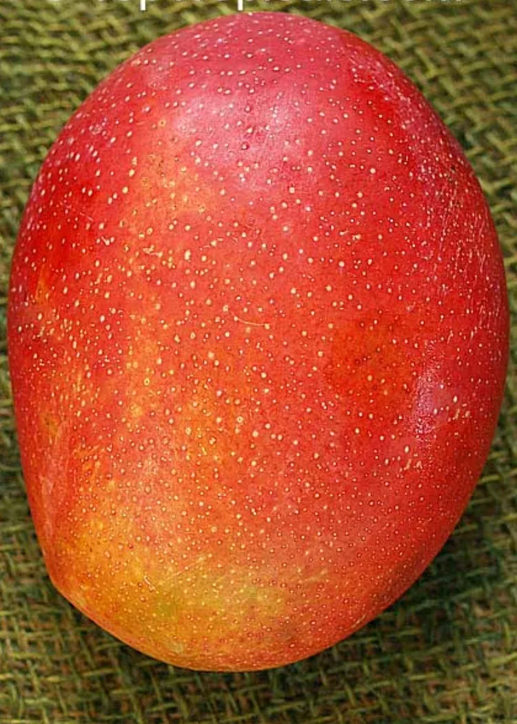 Van Dyke Mango Tree