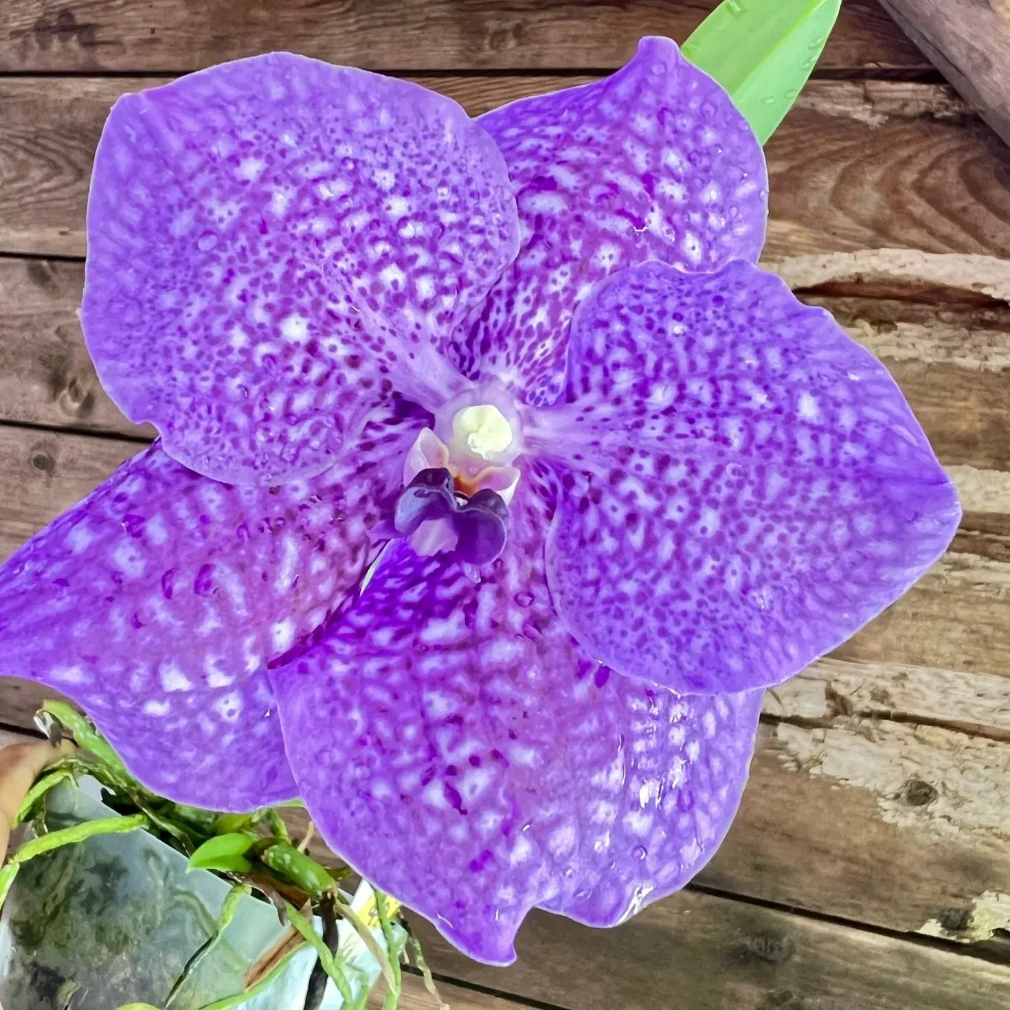 Vanda Somsri Glory ‘ Blue’