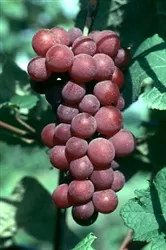 Vanessa Seedless Bunch Grape Vine-Vitis vinifera ULTRA-COLD WEATHER RED TABLE GRAPE Zone 4