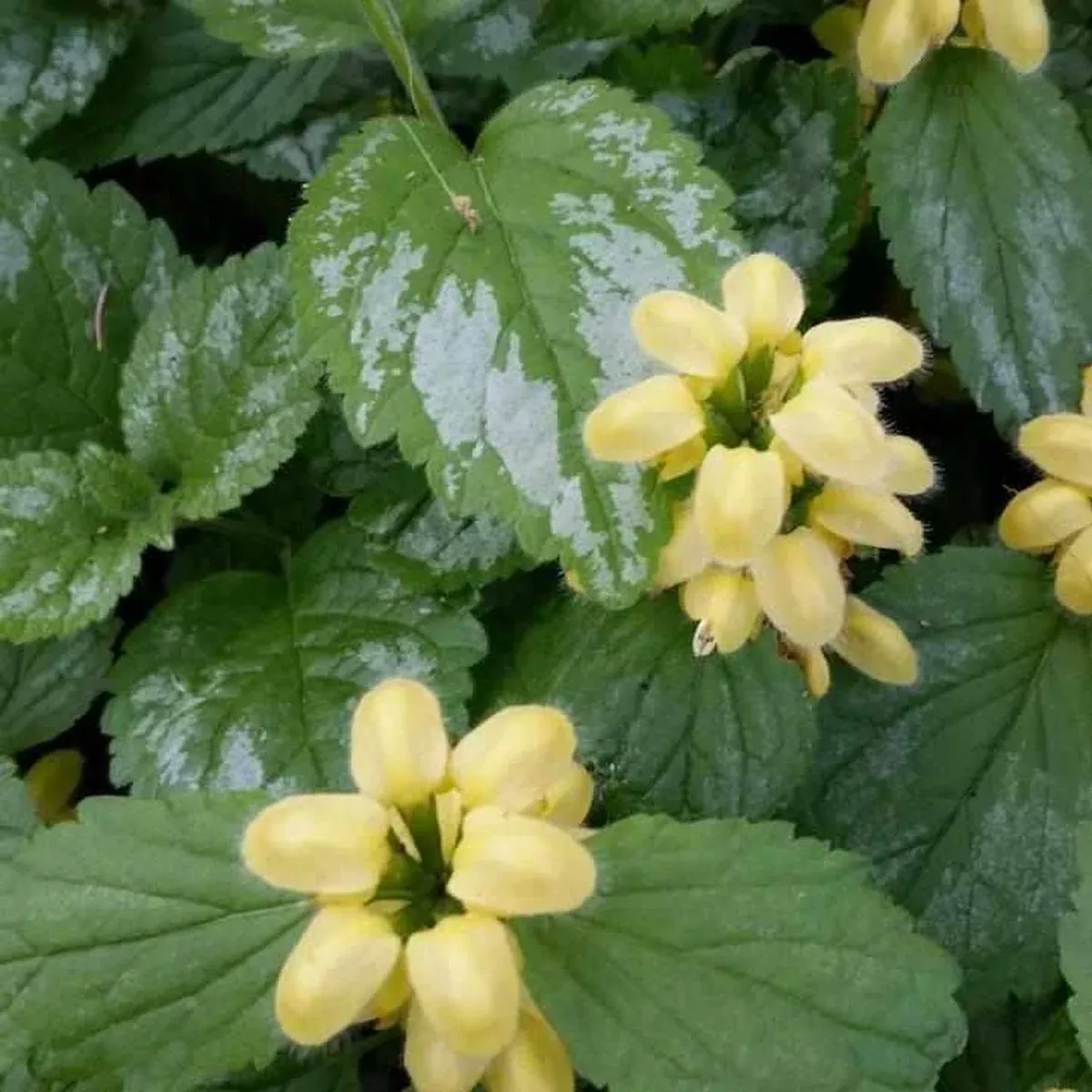 Variegated Archangel