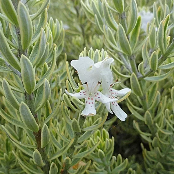 Variegated Australian Rosemary