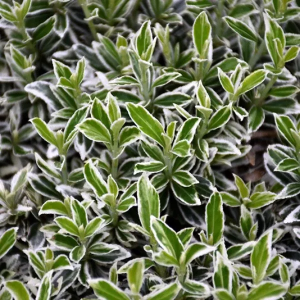 Variegated Boxleaf Japanese Euonymus