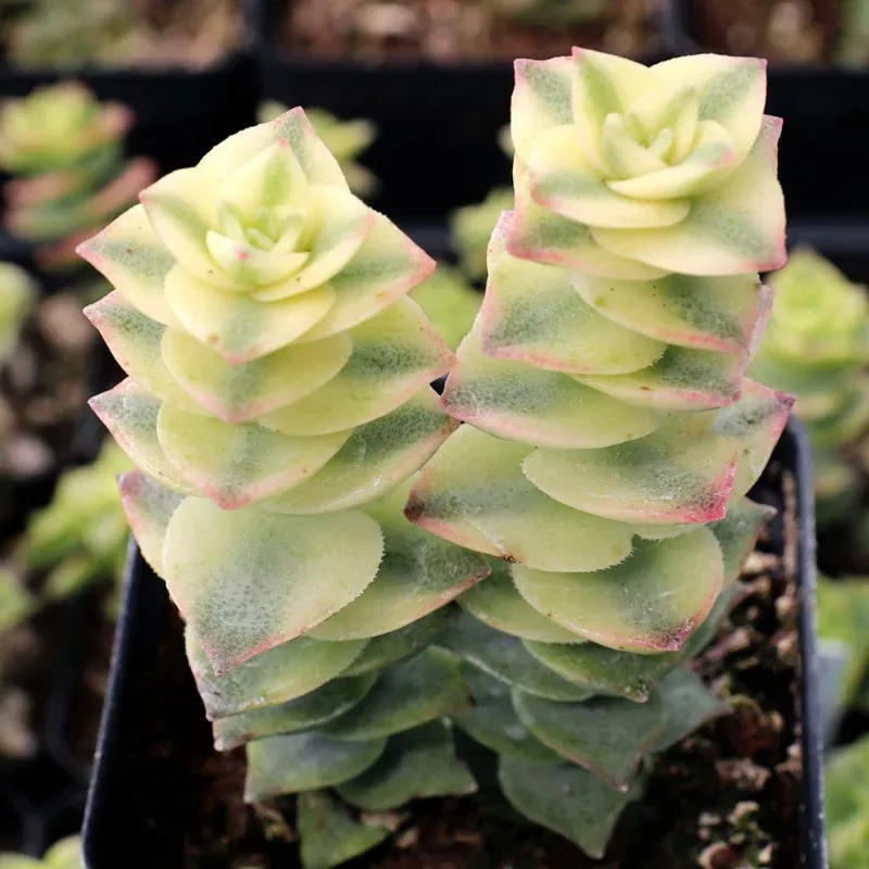Variegated Crassula Perforata Plant Plug (Crassula perforata 'Variegata') – Succulent with Striking Stacked Rosettes.