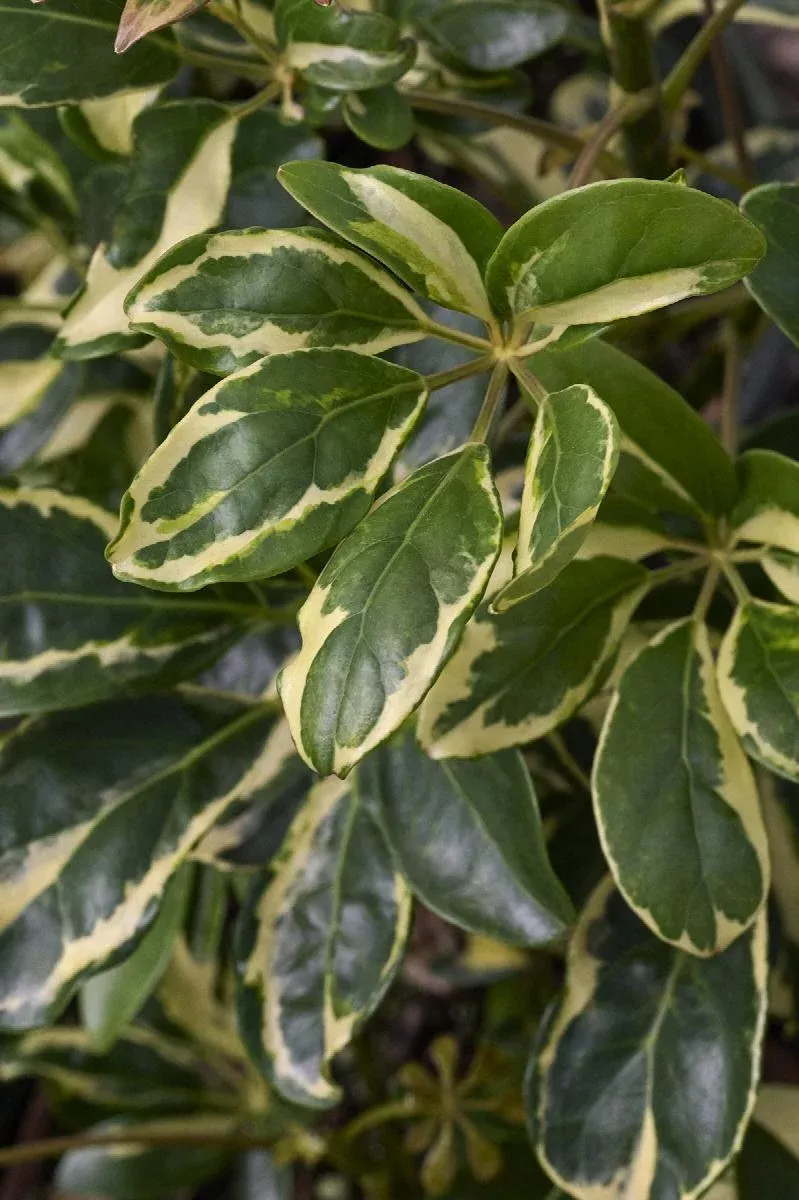 Variegated Dwarf Umbrella Plant