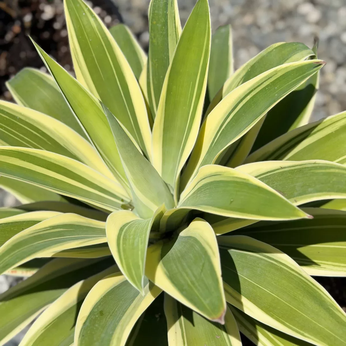 Variegated Foxtail Agave