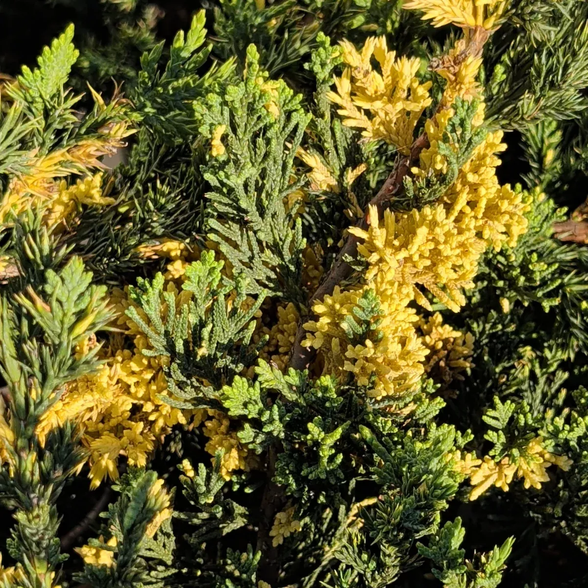 Variegated Juniper