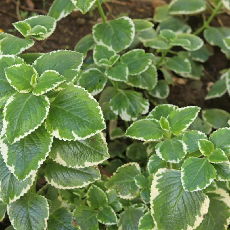Variegated Oregano Plant Plug (Origanum vulgare 'Variegatum') – Edible, Decorative Herb with Cream-Edged Leaves.