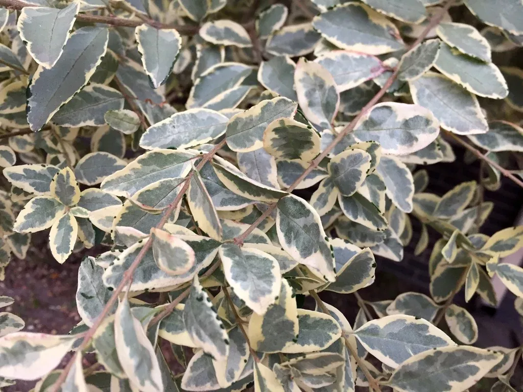 Variegated Privet