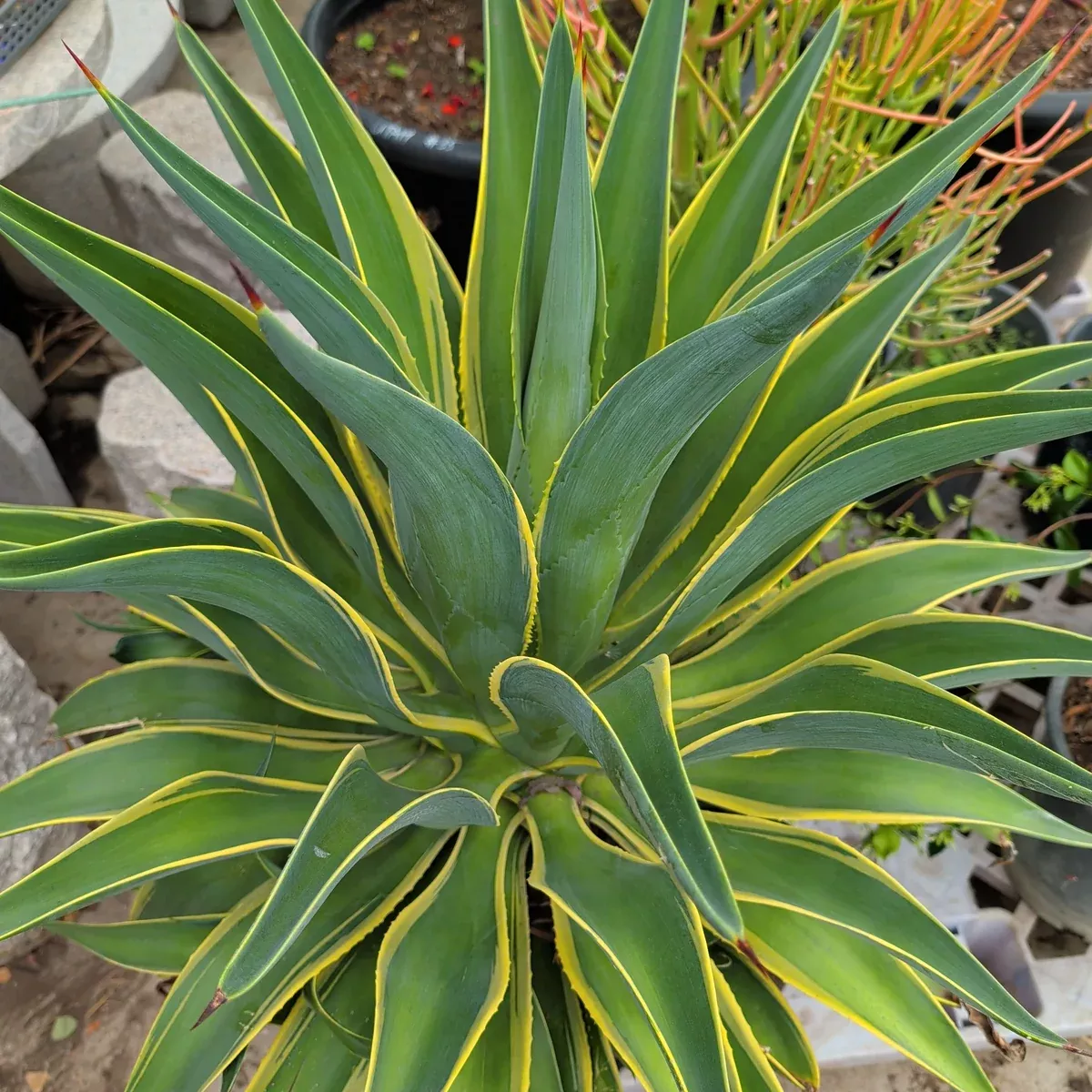 Variegated Smooth Agave